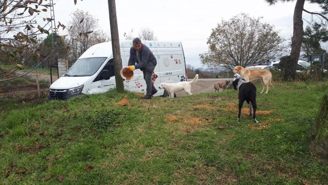 Ünye'de, belediye tarafından üretilen 4 ton kuru mama sokak hayvanlarına dağıtıldı