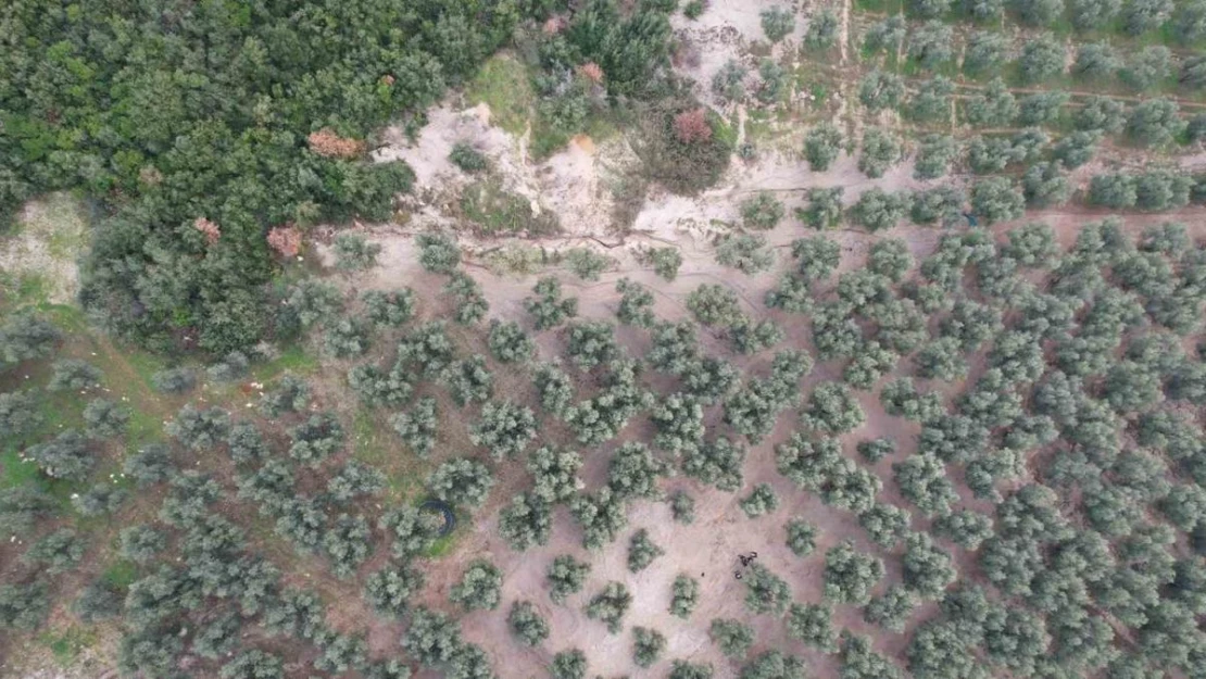 Üzerine mıcır dökülen zeytin ağaçları günden güne kuruyor