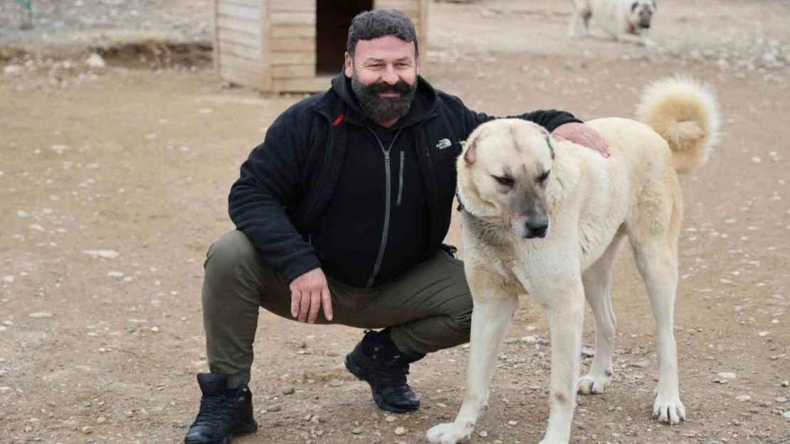 Uzmanı açıkladı: Anadolu Aslanı Kangallar, doğal Kurt savar