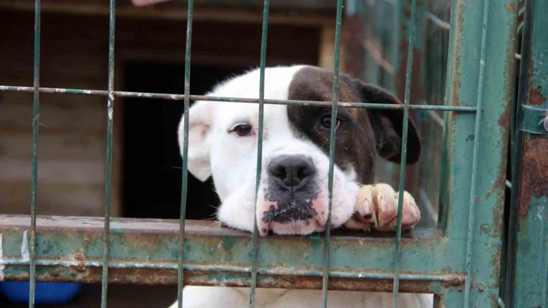 Uzmanı uyardı, 'Hareketsiz kalmak köpek saldırılarını önleyebilir'