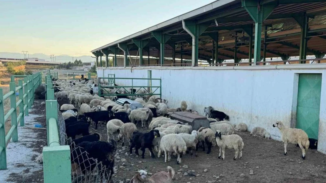 Uzmanından kurbanlık seçimi önerileri