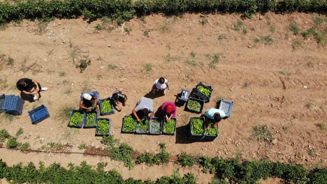 Uzmanından sıcak havada çalışan tarım işçilerine uyarı