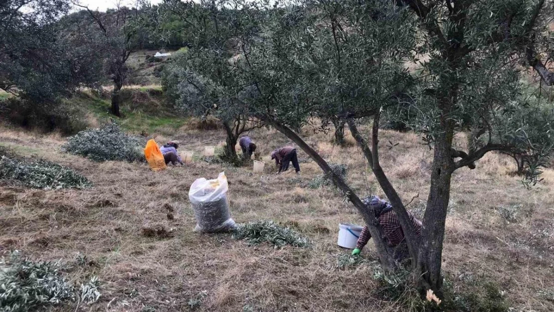 Üzüm hasadını bitiren üreticiler zeytin hasadına başladı