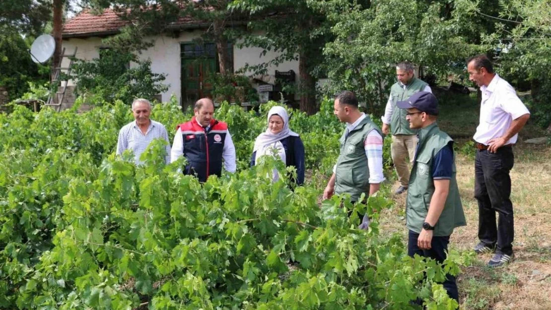 Üzümlü' de dolu zarar verdi