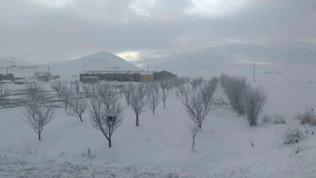 Van'da ağaçlar kırağı tuttu