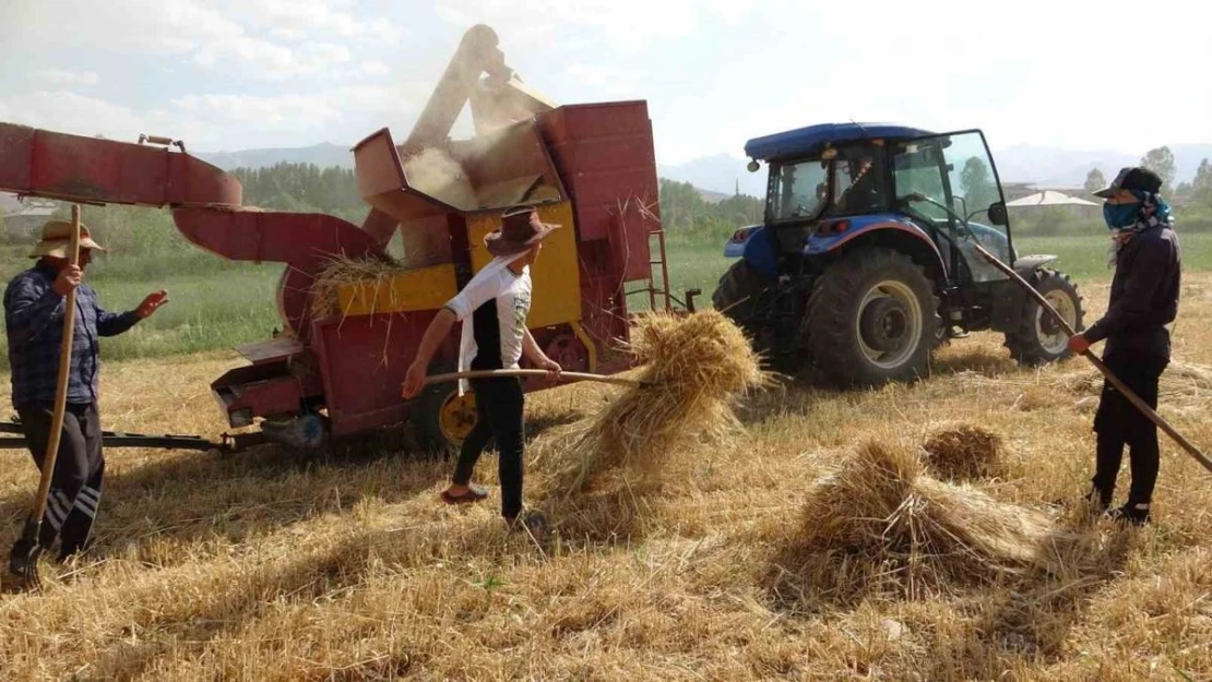 Van'da arpa hasadı başladı