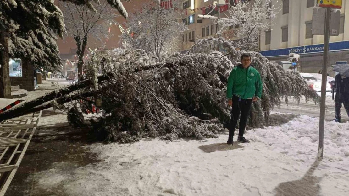 Van'da aşırı kar yağışına dayanamayan ağaç yola devrildi