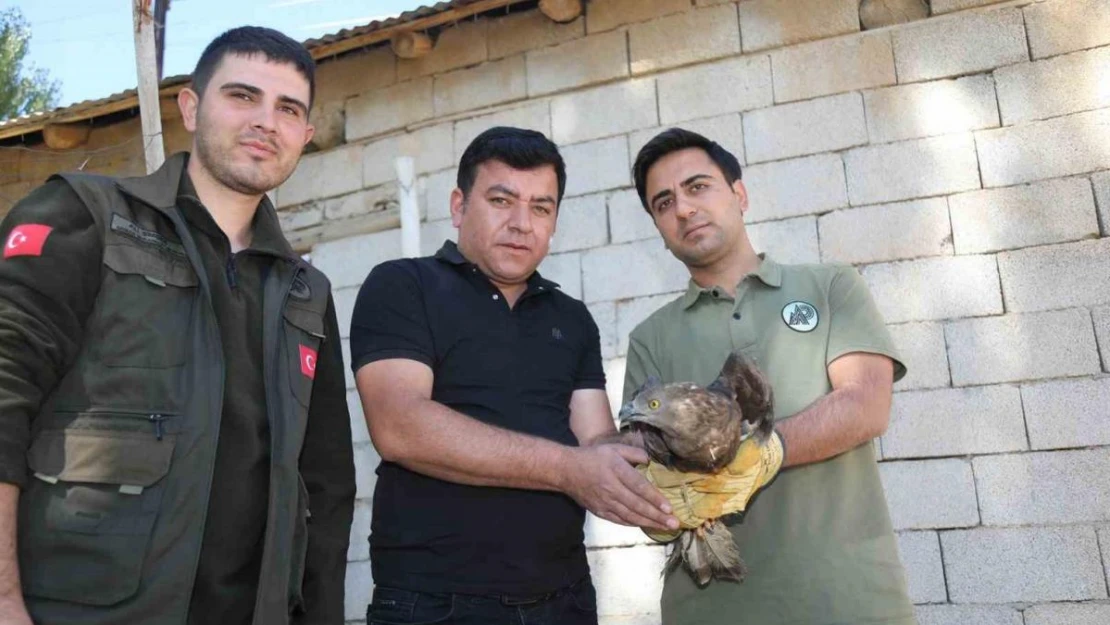 Van'da bitkin halde bulunan arı şahini tedavi altına alındı