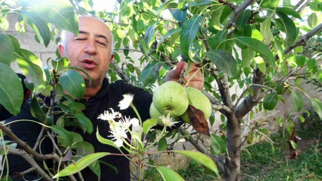 Van'da çiçek açan armut ağacı şaşırttı