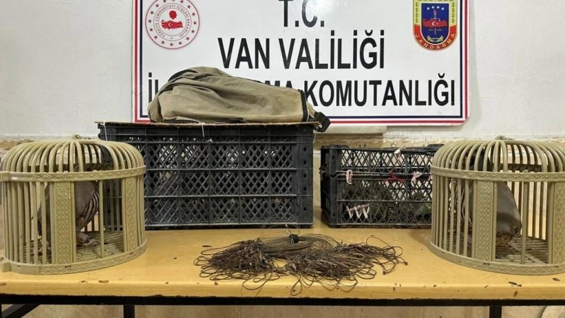 Van'da kafes avcılığı