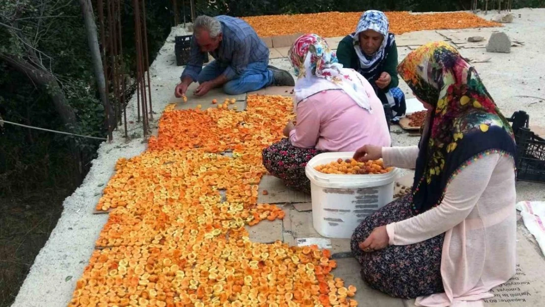 Van'da kayısı kurutma dönemi