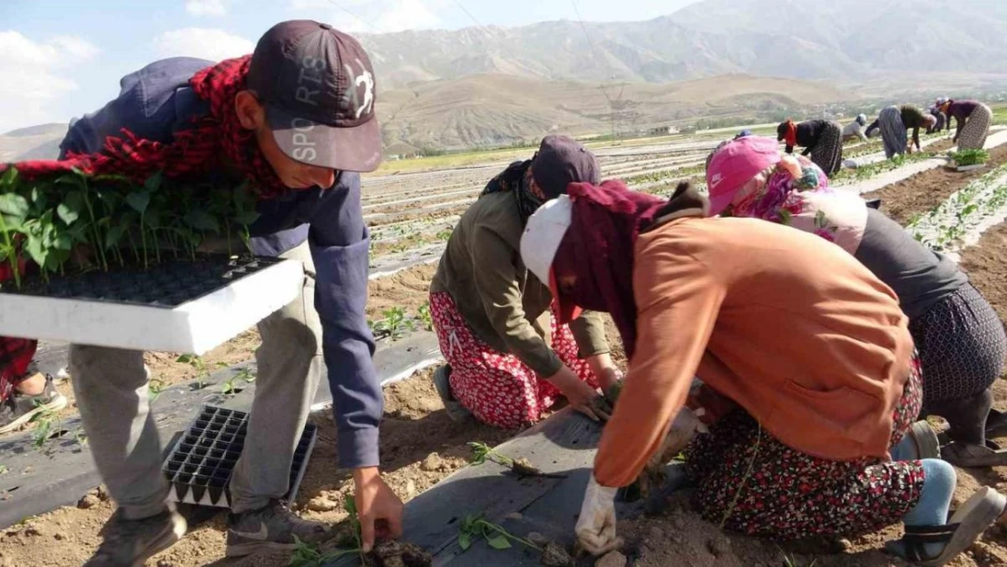 Van'da mevsimlik tarım işçileri bunaltıcı sıcaklara rağmen tarlalarda çalışmayı sürdürüyor