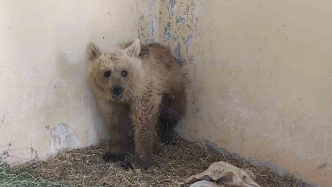 Van'da tedavi altına alınan boz ayı sağlığına kavuşuyor