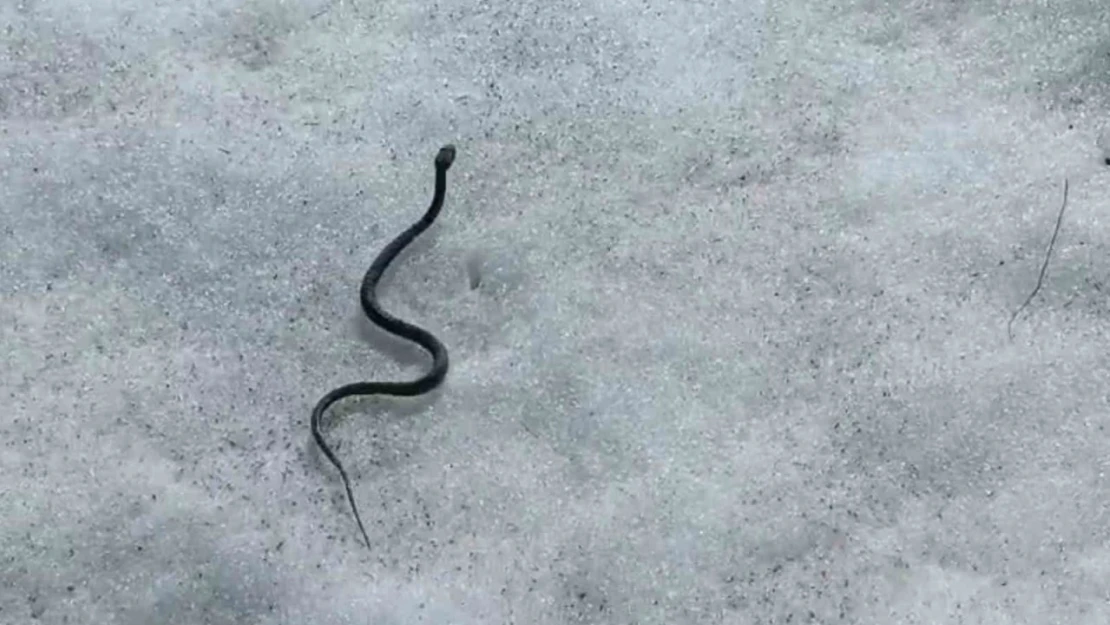 Van'da zehirli kocabaş engerek yılanı görüntülendi