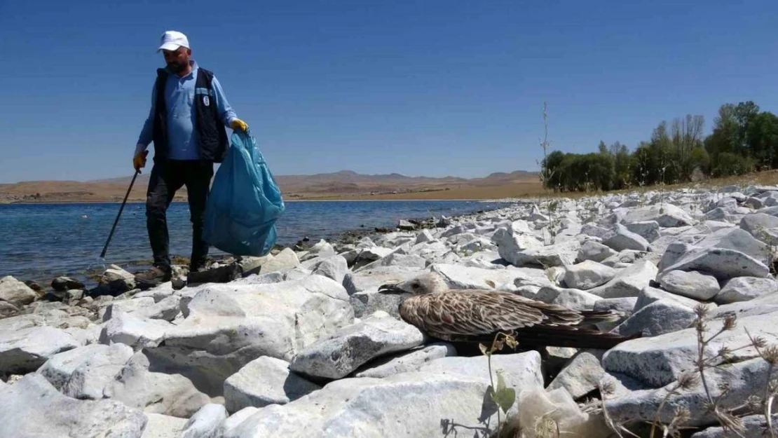 Van Gölü'ndeki martı ölümleri belediyeleri harekete geçirdi