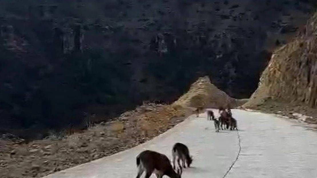 Yaban keçileri Gümüşhane'yi mesken tuttu