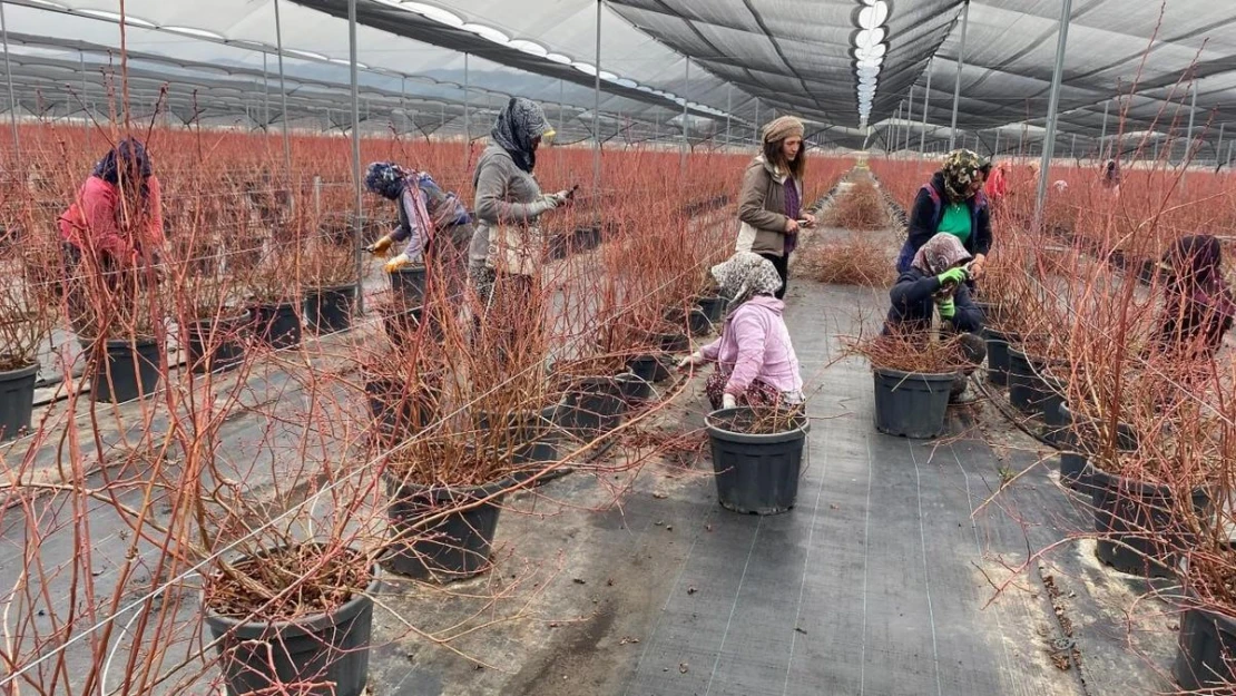 Yaban mersini kadınların yeni gelir kaynağı oldu