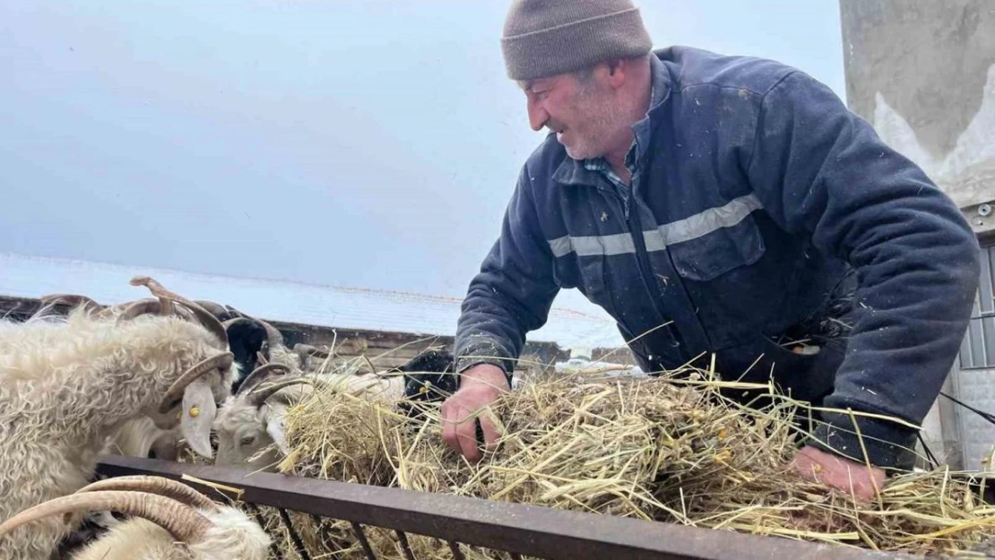 Yağan kar ve ayazla birlikte besicilerin işleri güçleşti