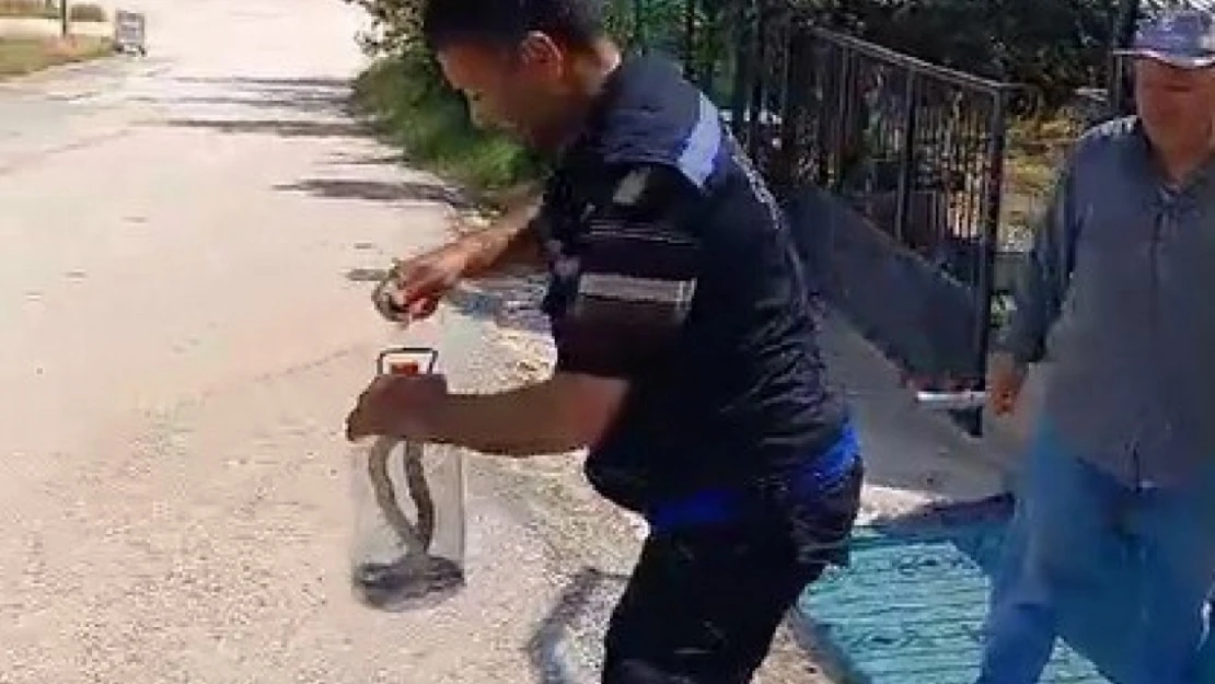 Yakaladığı yılanı pet şişeye koydu, doğaya saldı