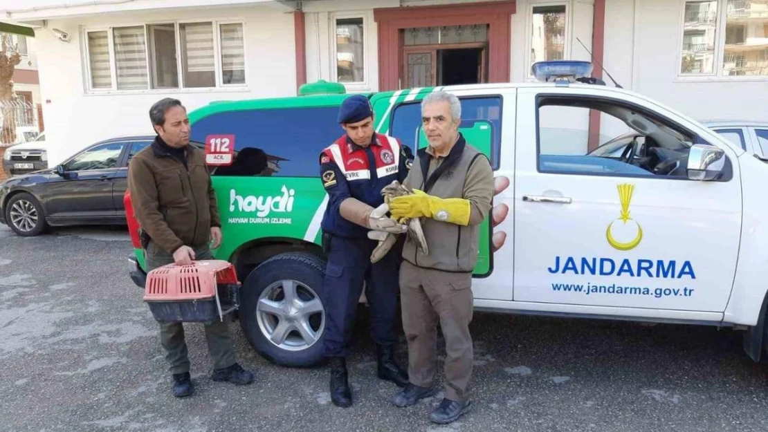 Yaralı bulunan şahin tedavi altına alındı