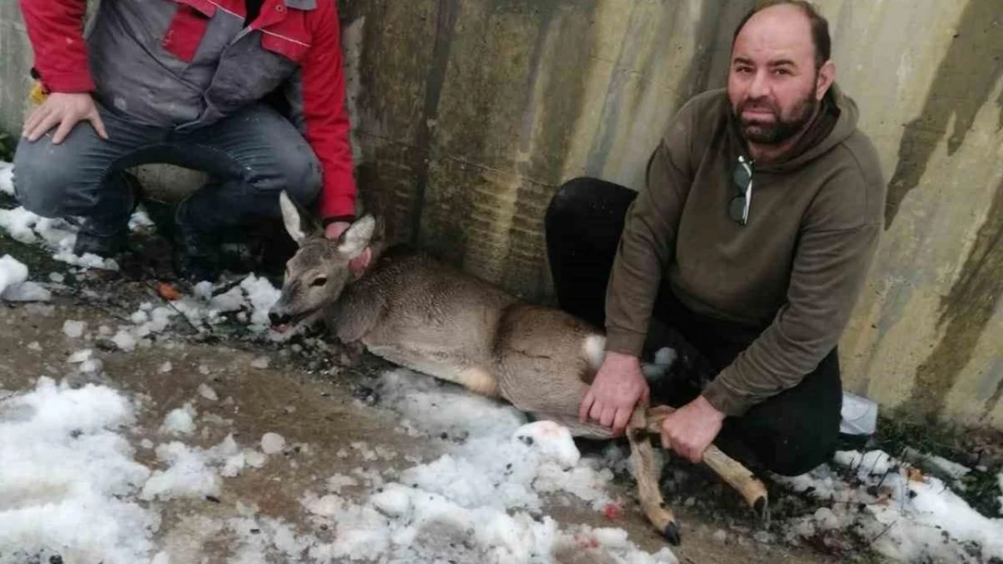 Yaralı halde bulunan karaca koruma altına alındı