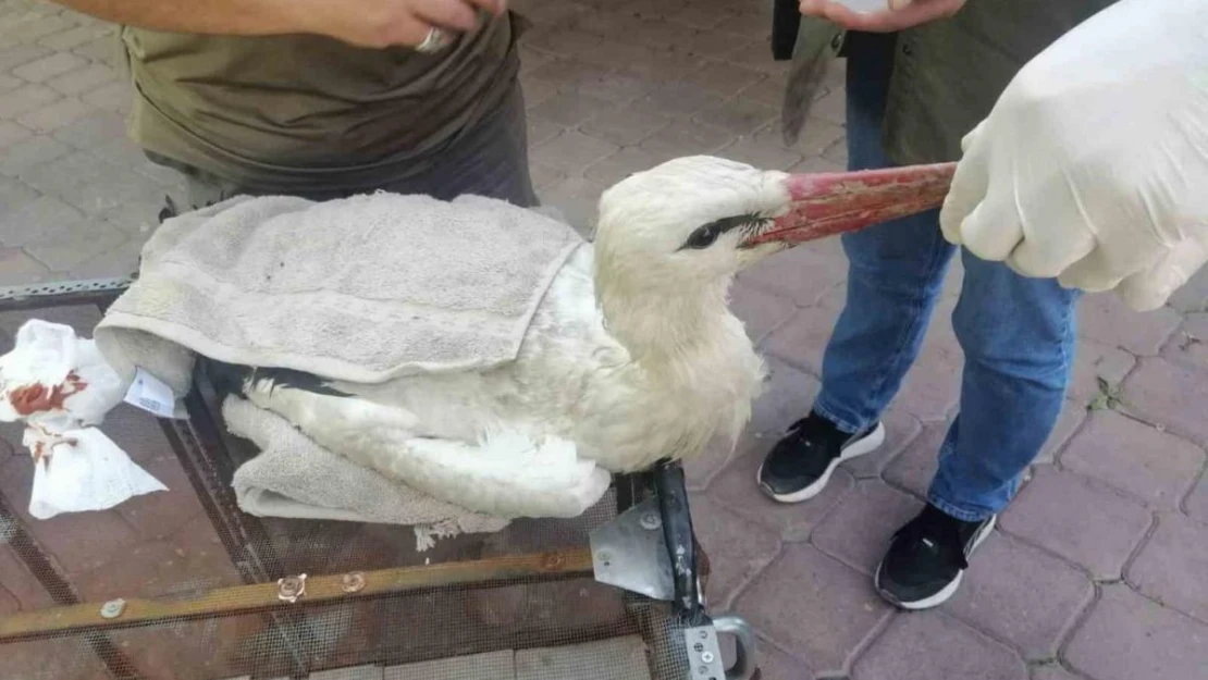 Yaralı halde bulunan leylek tedavi altın alındı