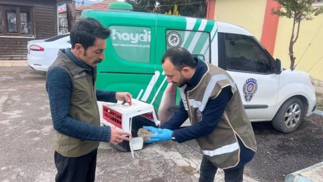 Yaralı halde bulunan yaralı baykuş yavrusu tedavi altına alındı