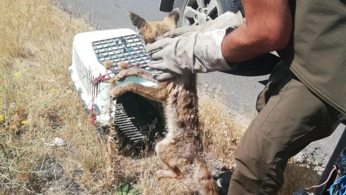 Yaralı tilki Kars'ta tedavi altına alındı