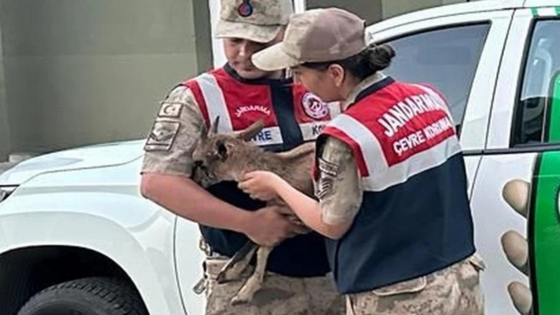 Yaralı yavru dağ keçisine jandarmanın şefkat eli