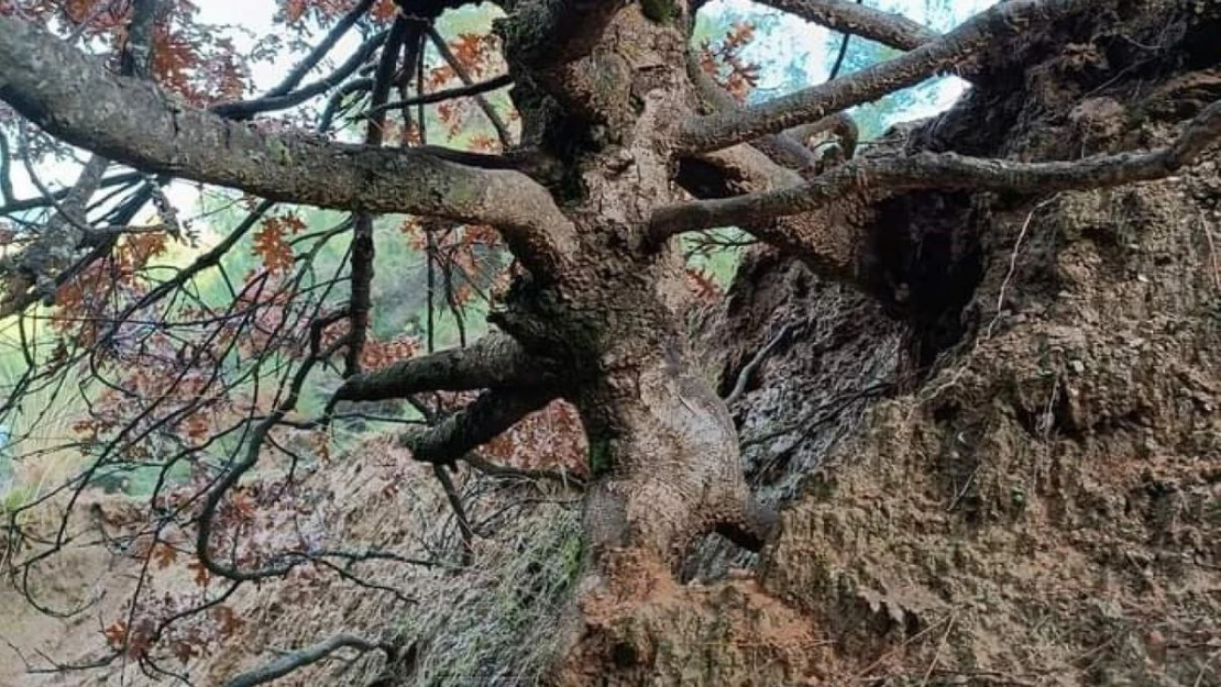 Yaşlı meşe ağacı ilgi odağı oldu