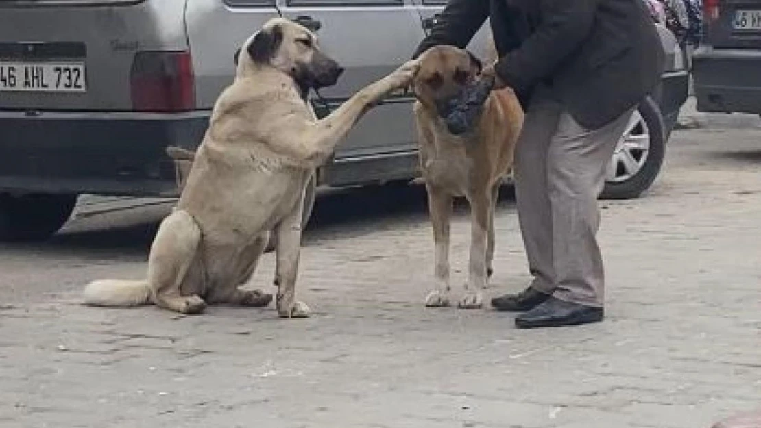 Yaşlı vatandaşın sokak köpekleri ile diyaloğu ilgi çekti