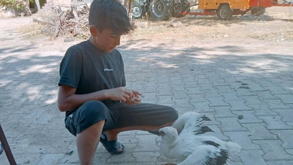 Yavru leyleği elleriyle besliyor