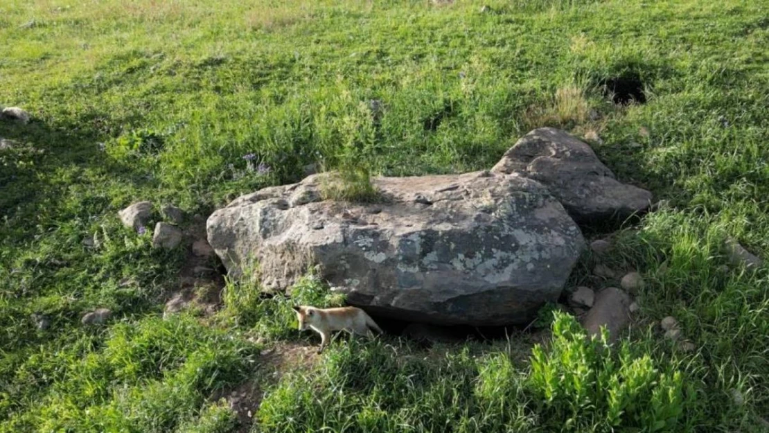 Yavru tilkilerin annelerini bekleyişi havadan görüntülendi