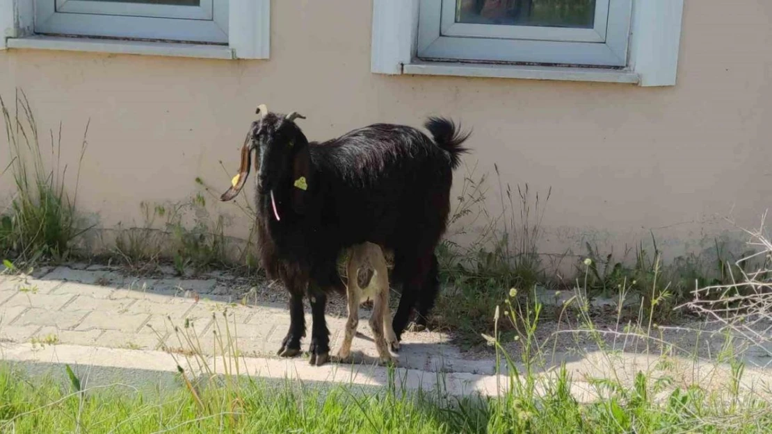 Yavru yaban keçisi emin ellerde