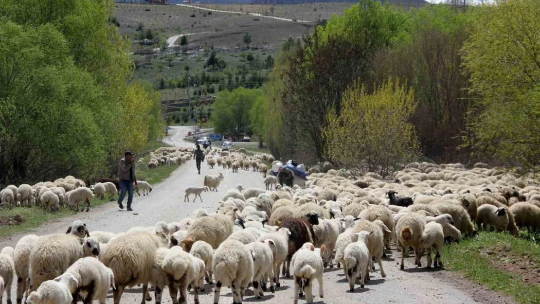 Yayla mesaisini tamamlayan Doğu Anadolu'daki göçerler dönüş yolunda