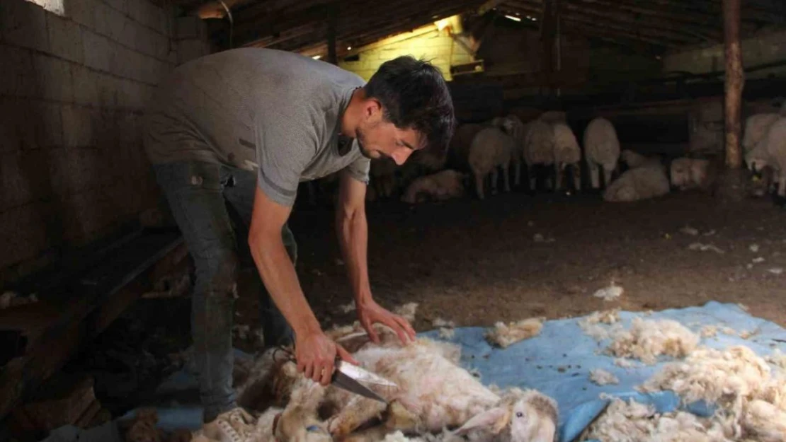 Yaylalarda koyun kırkma zamanı