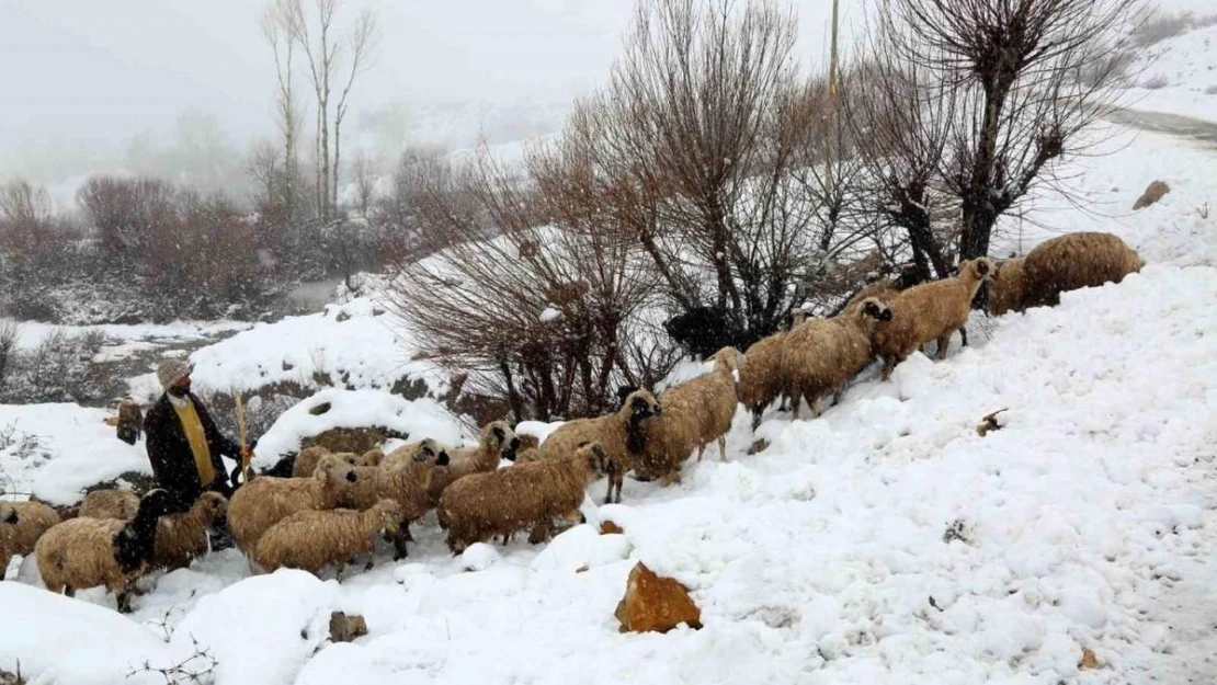 Yaylalardan indirilmeye başlanan koyun sürüsü kar, tipiye yakalandı