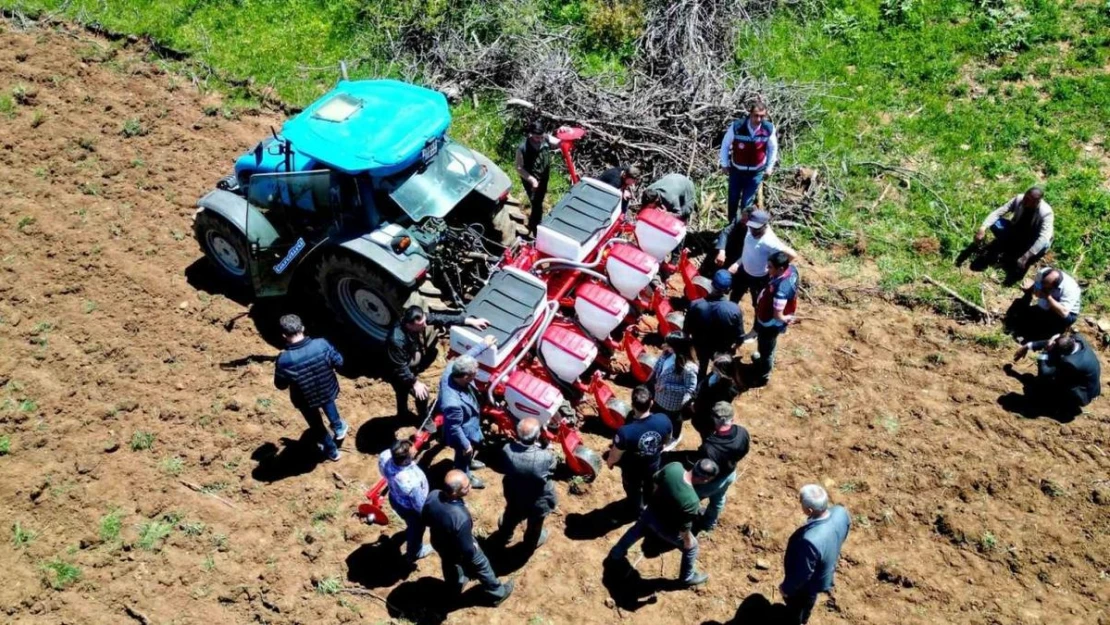 Horoz kuru fasulyesi Yedisu'da tersine göç başlattı