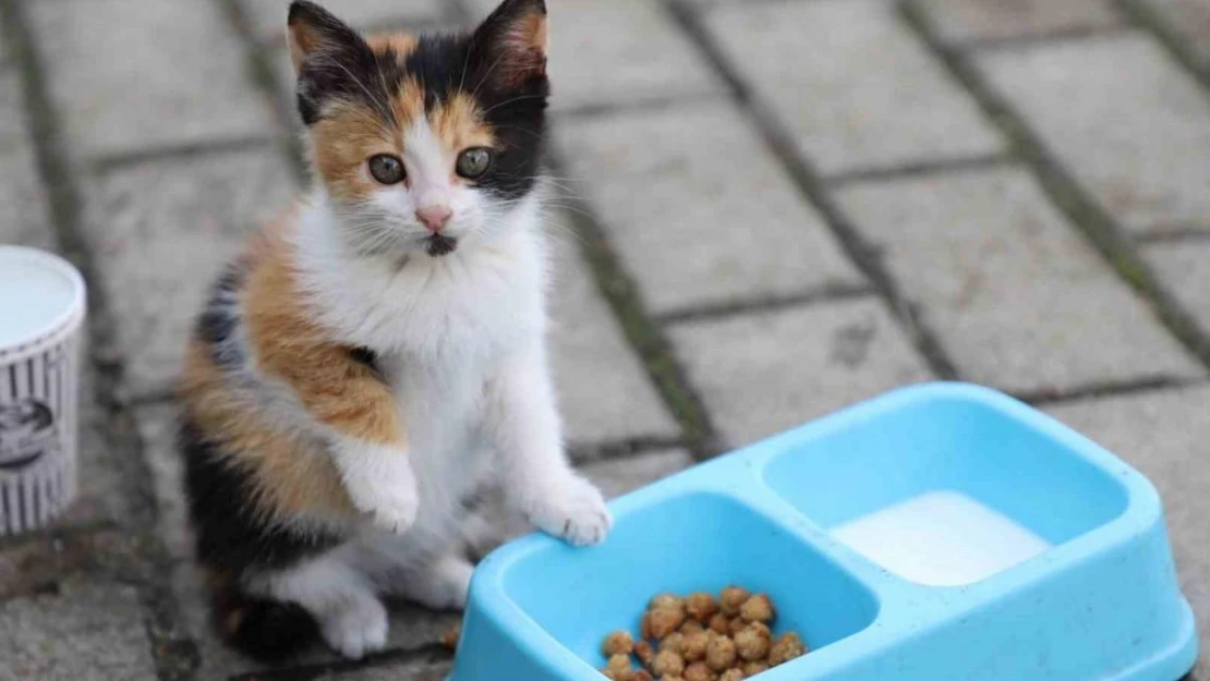 Yemek artıkları ile sokak hayvanlarına özel mama ürettiler