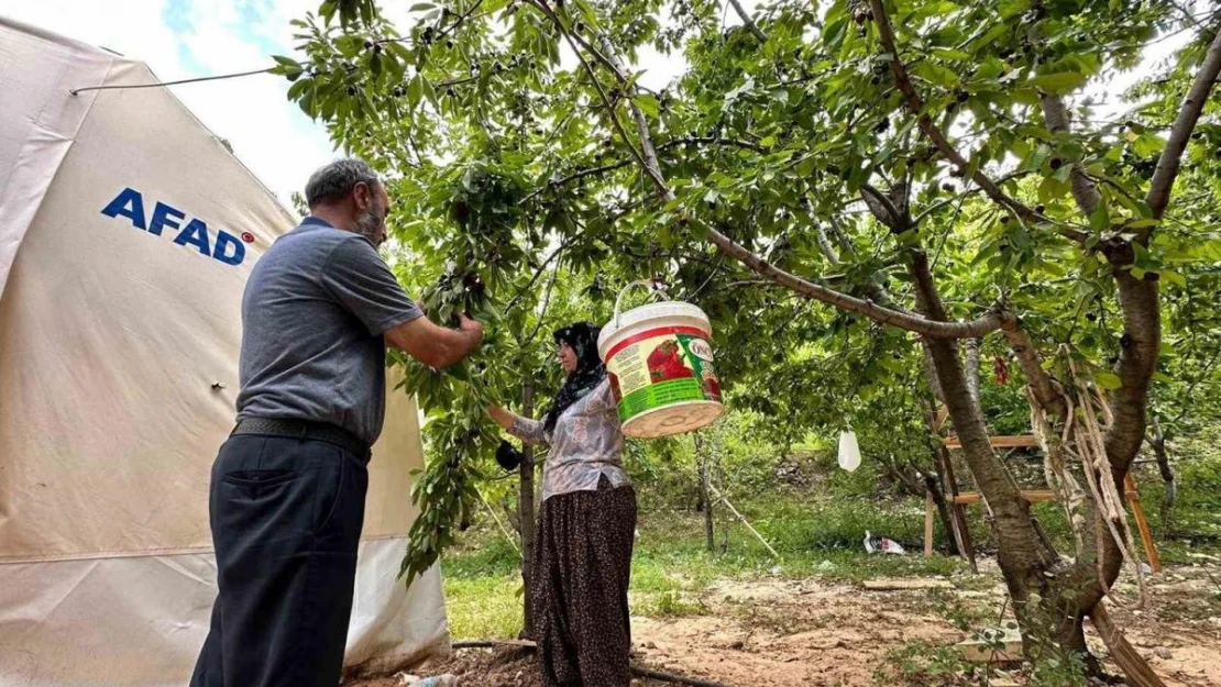 Yeşilyurt'ta 'Dalbastı Kirazı'nda hasat zamanı