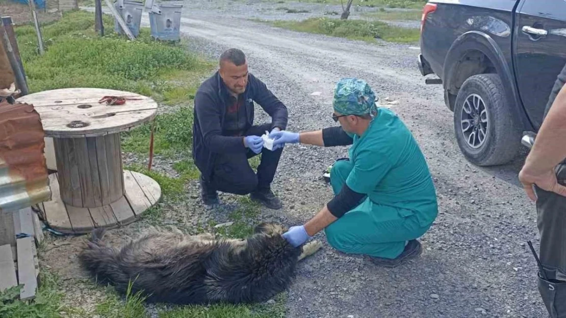 Yılanların ısırdığı köpeklere belediye sahip çıktı