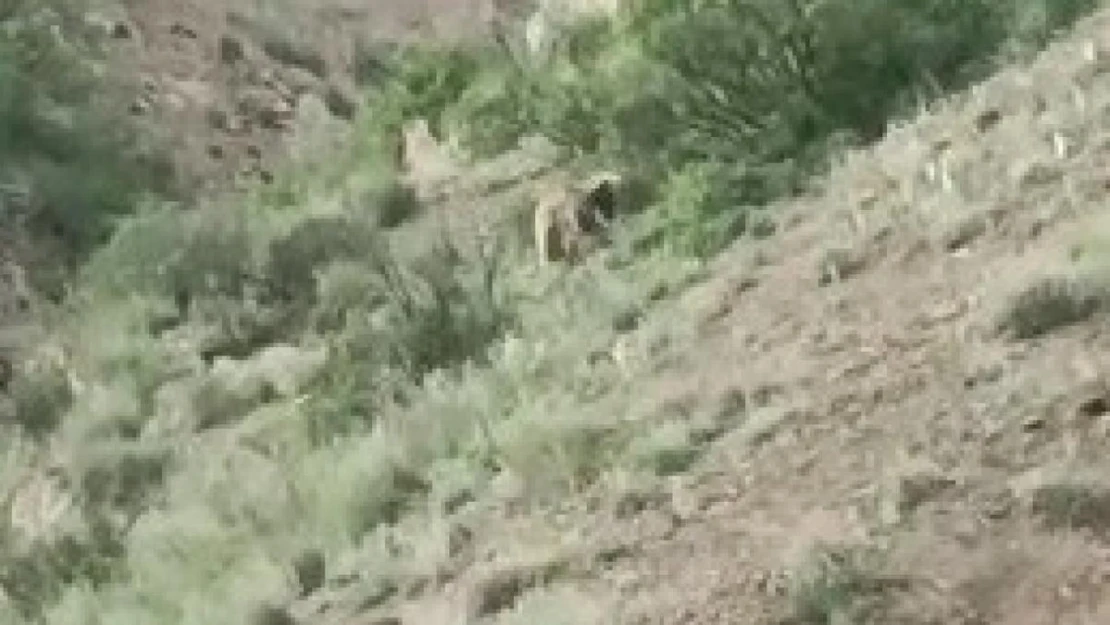 Yol kenarındaki ayı, sürücülerin ilgi odağı oldu