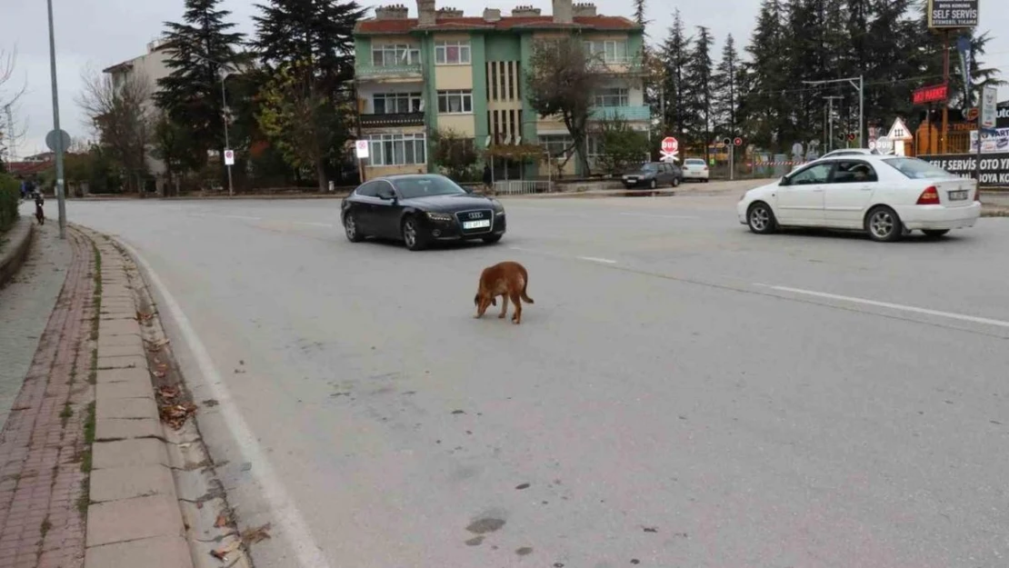 Yol ortasında bekleyen köpek sürücülere zor anlar yaşattı