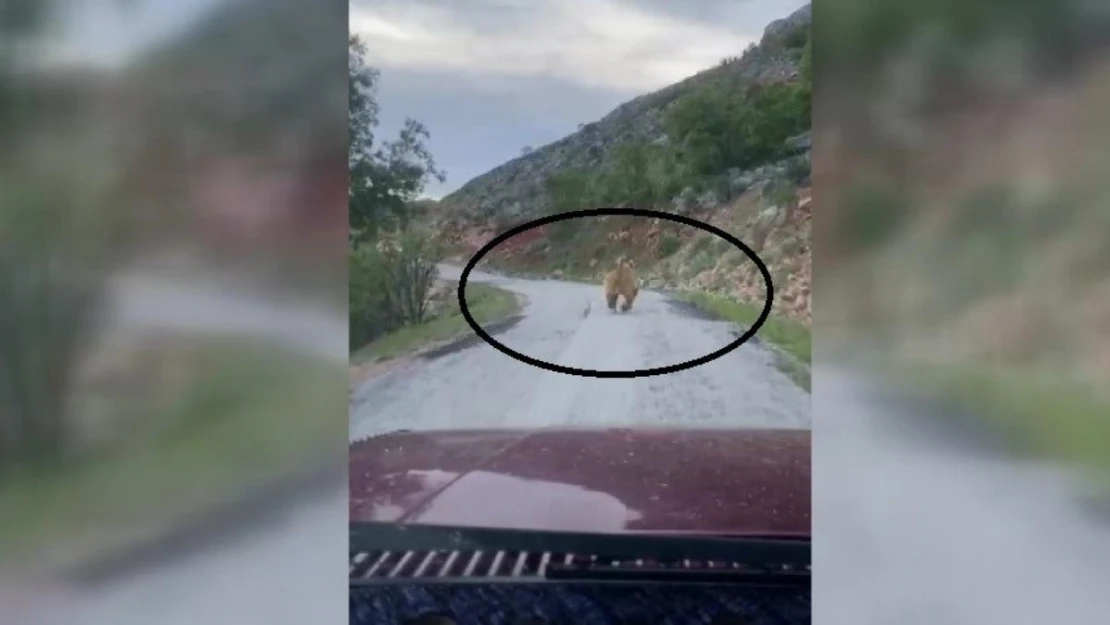 Yola inen bozayı görüntülendi