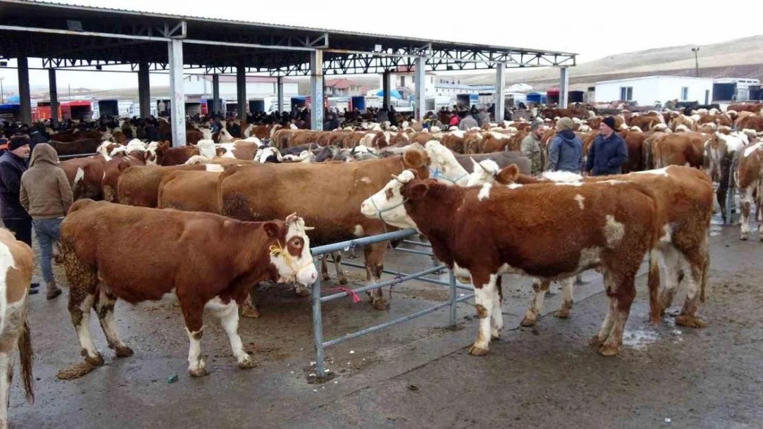 Yozgat'ın Kadışehri ilçesinde şap karantinası!