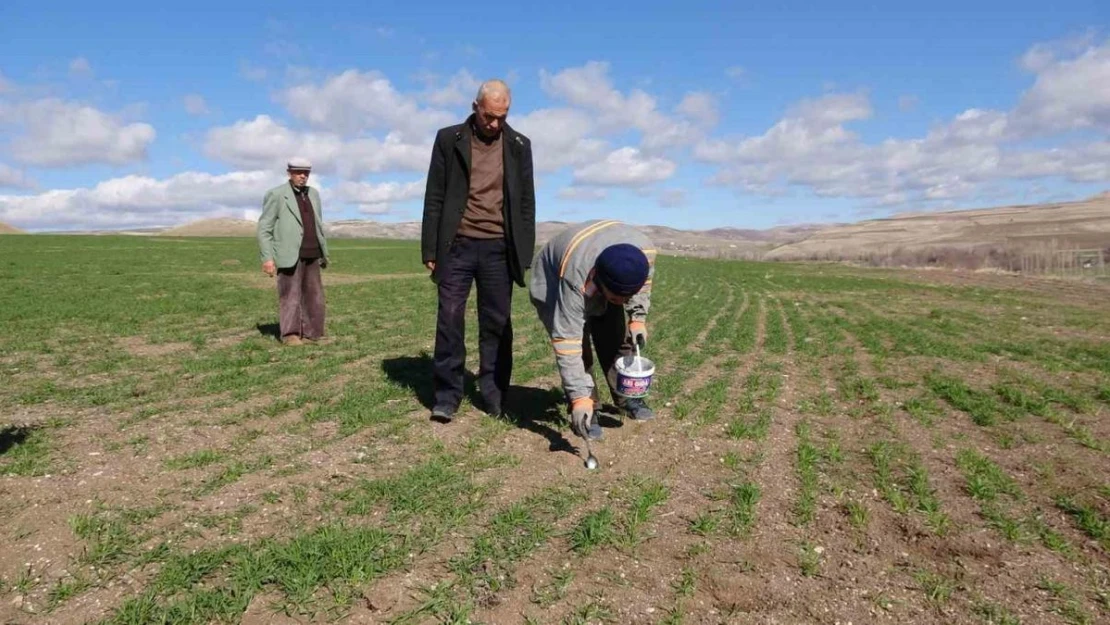 Yozgat'ta çiftçinin başı tarla fareleriyle dertte