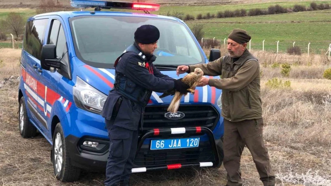 Yozgat'ta jandarmanın bulduğu yaralı kızıl şahin tedaviye alındı