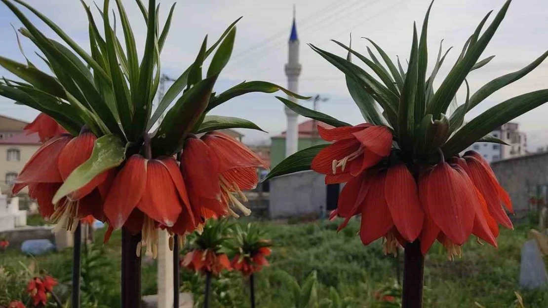 Yüksekova'da bir aylık ömürleri olan ters laleler çiçek açtı