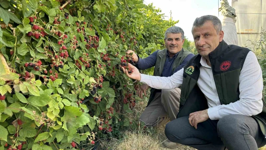 Yüksekova'da böğürtlen bereketi