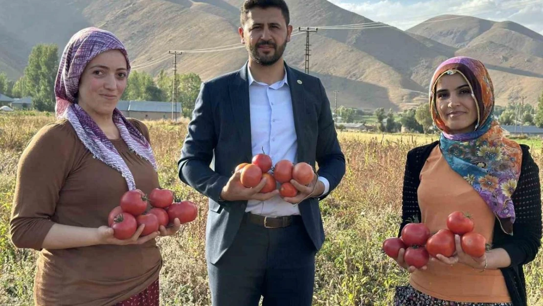 Yüksekova'da domates hasadına başlandı